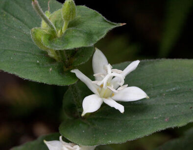 Tricyrtis hirta ALBA Trójsklepka owłosiona Orchidea ogrodowa /P9 *8