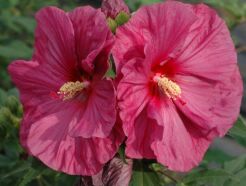 Hibiscus bylinowy XXL odmiana BERRYLICIOUS Ketmia /C5