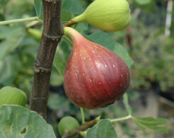  Figowiec właściwy BROWN TURKEY Figa Ficus carica - drzewko C7,5/1,2-1,4m *G