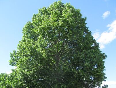 Tilia paucicostata Lipa rzadkożebrowana /C2 *K14w9