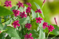 Jasminum beesianum C2/60cm *K8
