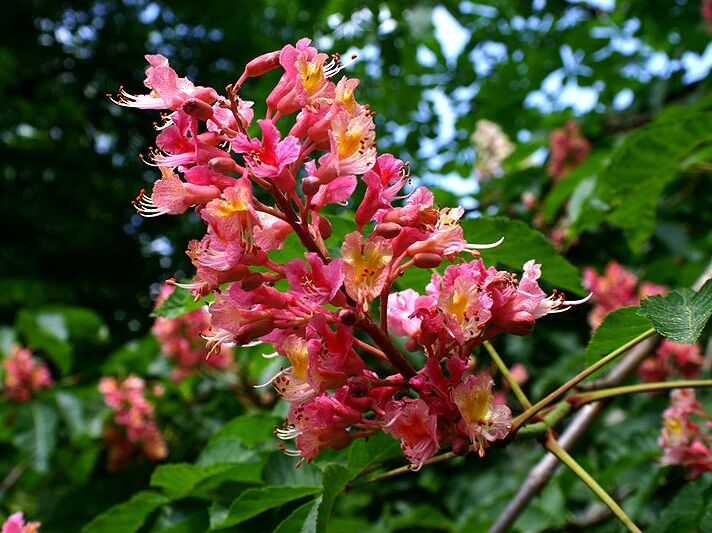 Kasztanowiec czerwony BRIOTII Aesculus ×carnea 'Briotii' C5/60-80cm *K14
