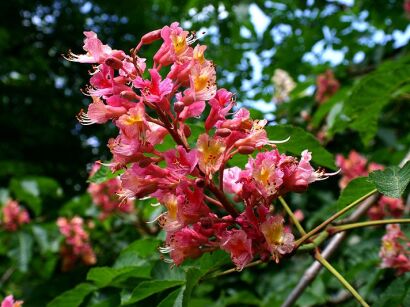 Kasztanowiec czerwony BRIOTII Aesculus ×carnea 'Briotii' C5/60-80cm *K10