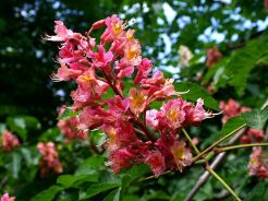 Kasztanowiec czerwony BRIOTII Aesculus ×carnea 'Briotii' C5/60-80cm *K14