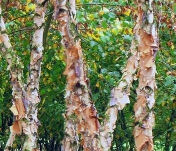 Brzoza czarna WAKEHURST Betula nigra C3/100cm