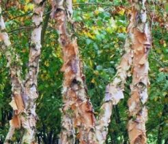 Brzoza czarna WAKEHURST Betula nigra C3/100cm