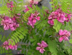 Indigofera heterantha Indygowiec himalajski C3/30cm *K20