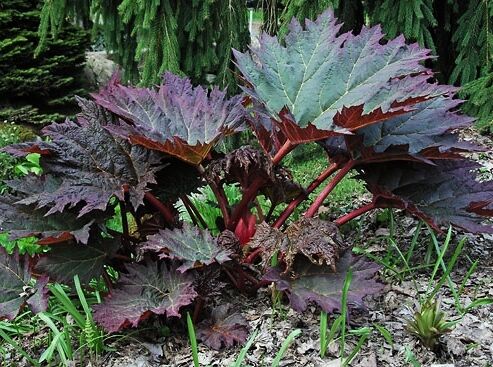 Rzewień dłoniasty Rheum palmatum var. tanguticum /C7,5 *K7