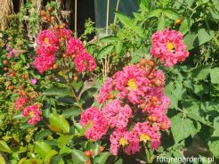 Lagerstroemia TUSKEGEE C5/100-120cm *K14