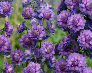 Ostróżka HIGHLANDER SWEET SENSATION Delphinium /P11