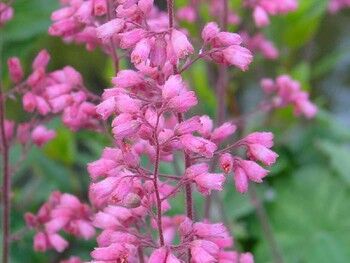 Żurawka drżączkowa Heuchera brizoides