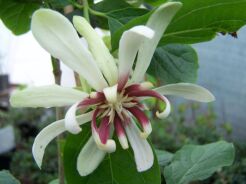  Kielichowiec WHITE DRESS Calycanthus C5/60-80cm