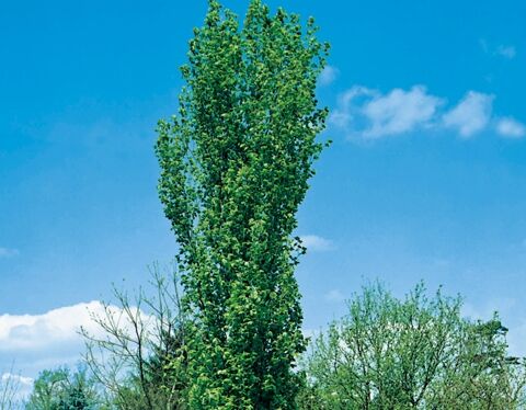 Buk pospolity DAWYCK Fagus sylvatica C5/80-150cm *PACZ