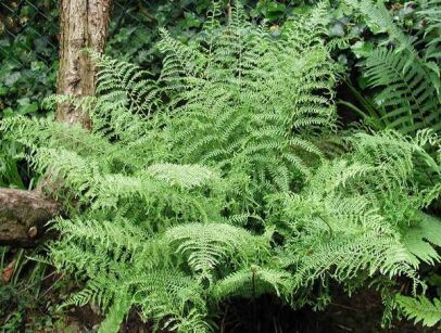 Narecznica samcza POLYDACTYLON Dryopteris filix-mas /P11-C2