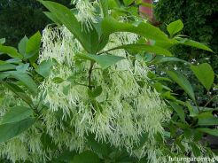 Śniegowiec wirginijski Chionanthus virginicus C5/40-60cm *K19