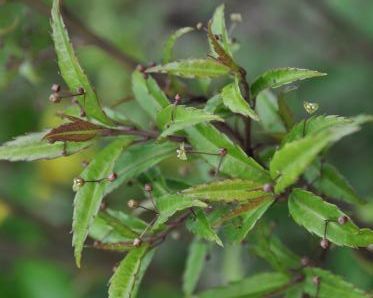 Helwingia aff. himalaica (narrow leaved form) C2/10-20cm *T26