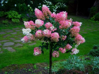 Hortensja bukietowa 'Renhy' VANILLE FRAISE na PNIU Hydrangea paniculata C5/Pa60-80(100)cm *17