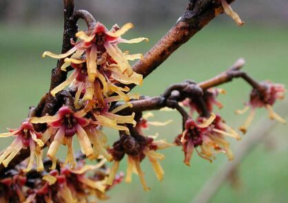 Oczar płaczący PENDULUM Hamamelis - misa C4/60-80cm *K19