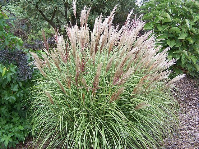 Miskant chiński YAKA DANCE Miscanthus sinensis /C5 *T73