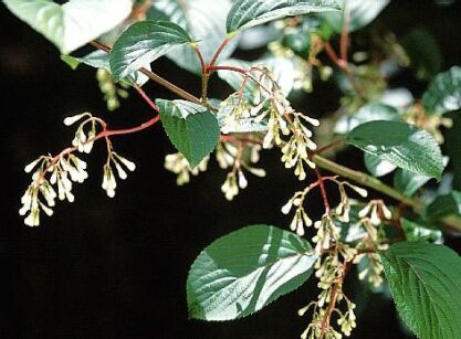 Kalina podgórska Viburnum subalpinum C3/60-80cm