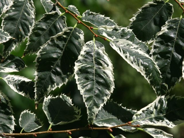 Brzostownica japońska VARIEGATA Zelkova serrata C5/1-1,2m *T25