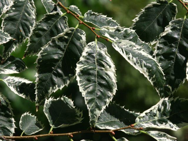 Brzostownica japońska VARIEGATA Zelkova serrata C7,5/Pa 100cm