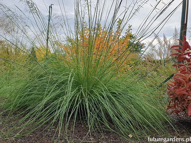 Miłka WIND DANCER Eragrostis elliotii /P15 *P26