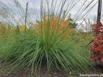 Miłka WIND DANCER Eragrostis elliotii /C2 *T1