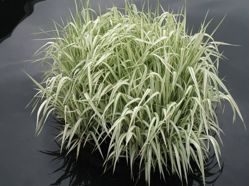 Manna mielec VARIEGATA syn. Manna wodna Glyceria maxima /C2