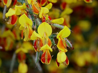 Żarnowiec FIREFLY na PNIU Cytisus scoparius C5/Pa 60(100)cm