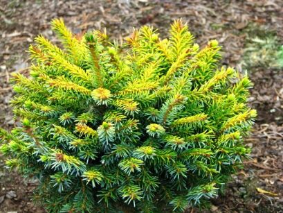 Świerk serbski PEVE TIJN Picea omorika P11/60cm