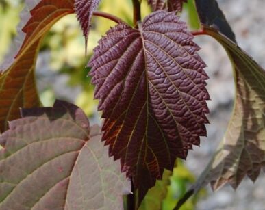 Davidia chińska CRIMSON SPRING Davidia involucrata C9/1,4-1,6m *K11