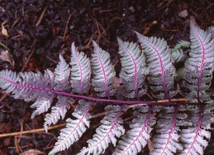 Wietlica japońska URSULA'S RED Athyrium niponicum /C2 *16