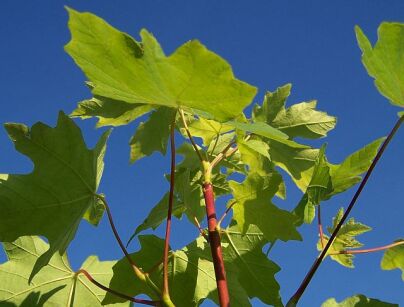 Klon wielkolistny Acer macrophyllum C3/1-1,2m *K15