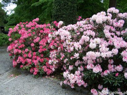 Rhododendron 'Heinje's Zauberflöte' na PNIU C7/Pa75cm