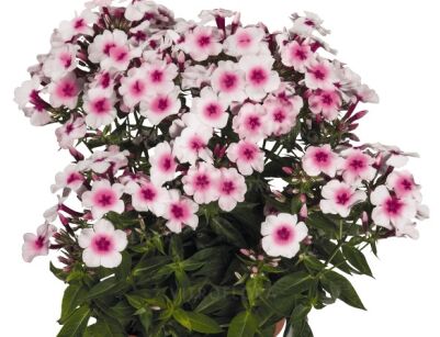 Floks karłowy FLAME PRO SOFT PINK Phlox paniculata /C2 *7F