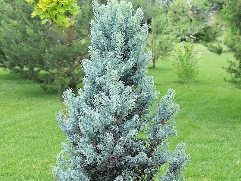 Świerk kłujący ISELI FASTIGIATE Picea pungens C7,5/50-60cm *K4