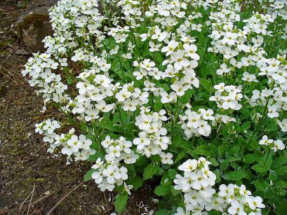 Gęsiówka kaukaska PIXIE CREAM Arabis caucasica /C1,5 *K7