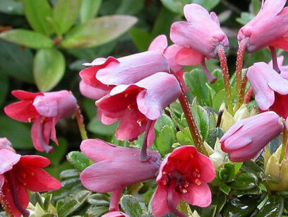 Rhododendron campylogynum BODNANT RED /C1,5