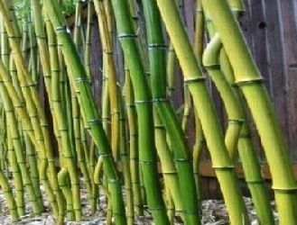 Bambus ogrodowy Fargesia rufa Fargesia rdzawa C3/20-30cm *T2
