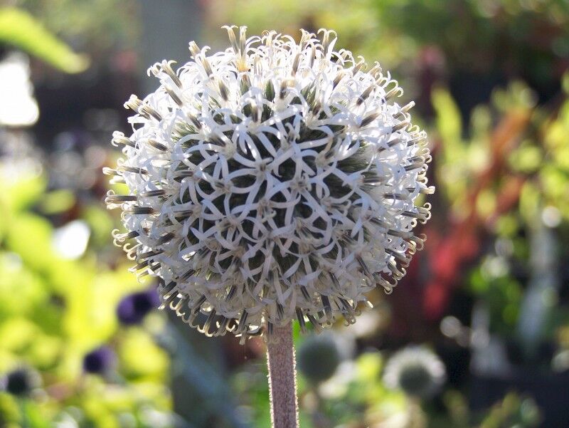 Przegorzan kulisty ARCTIC GLOW  Echinops sphaerocephalus /P9 *K16