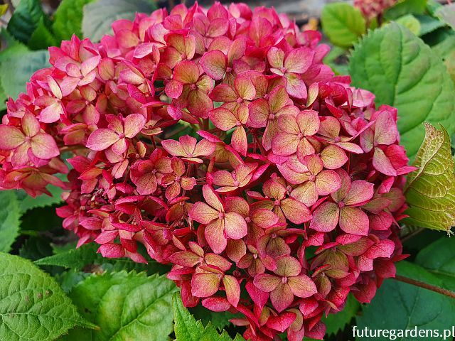 Hortensja krzewiasta RUBY ANNABELLE 'NCHA3'® Hydrangea arborescens /C5 *T34