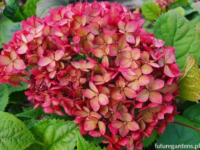 Hortensja krzewiasta RUBY ANNABELLE 'NCHA3'® Hydrangea arborescens /C5 *T34