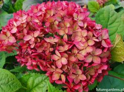 Hortensja krzewiasta RUBY ANNABELLE 'NCHA3'® Hydrangea arborescens /C5 *K17