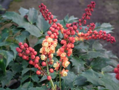 Mahonia nitens CABARET C5/40cm *K15w16