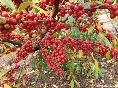 Oliwnik baldaszkowaty BIG RED Elaeagnus umbellata C2/40-50cm *K15