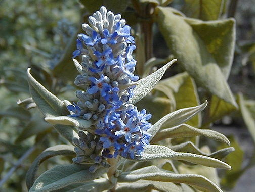 Budleja szałwiolistna Buddleja salviifolia C2/50-80cm *K14w8