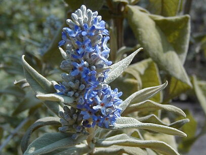 Budleja szałwiolistna Buddleja salviifolia C2/50-80cm *K14w8