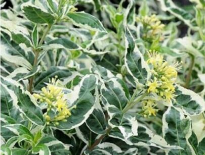 Zadrzewnia bezogonkowa COOL SPLASH 'LPDCPODASA' ® Diervilla sessilifolia C5/40cm *K15w16