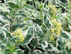 Zadrzewnia bezogonkowa COOL SPLASH 'LPDCPODASA' ® Diervilla sessilifolia C5/40cm *K15w16